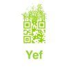 Yef Logo